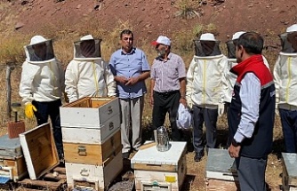 Erzincan’da Geven Balı Coşkusu: Hasat Başladı, Hedef Avrupa Tescili