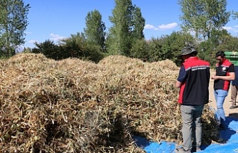Erzincan’da  harman zamanı