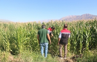 Erzincan’da Silajlık Mısırla Hayvancılığa Destek