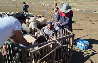 Küçükbaşa Şap Aşısı Uygulandı