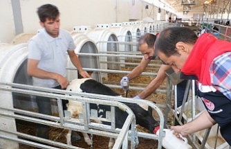Tüm Ekipler Sahada, 50 Bin Hayvan Aşılandı