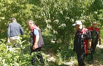 Üzümlü’de Meyve Bahçelerine Yakın Takip