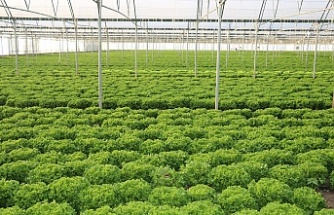 Erzincan seralarında yetiştirilerek bölgeye sunuluyor