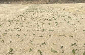 Kemaliye’de salep üretimi başladı