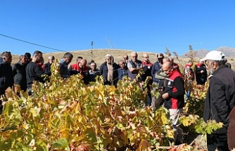 Üzüm bağlarında  eğitimler başladı