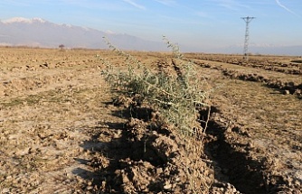 Erzincan’da 111 bin tuz çalısı toprakla buluşturuldu