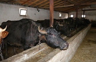 Erzincan’da Manda Yetiştiriciliği İçin Araştırmalar Sürüyor