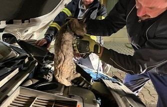 Erzincan’da Motor Kısmına Sıkışan Kedi İtfaiye Ekiplerince Kurtarıldı