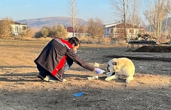 Sokak köpeklerine kuduz aşısı
