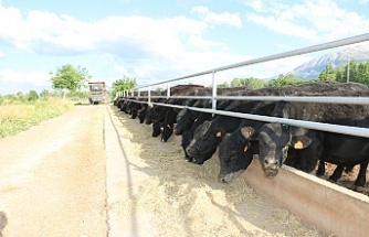 Erzincan’da Yem Bitkilerinde Rekor Artış! Destek 1 Yılda Yüzde 373 Yükseldi