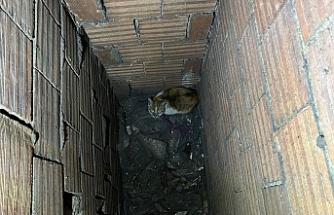 Havalandırma Boşluğuna Düşen Kedi İtfaiye Tarafından Kurtarıldı