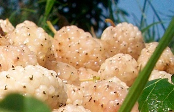 Erzincan'da Kapama Dut Bahçesi Tesisi Projesi Başvuruları Başladı