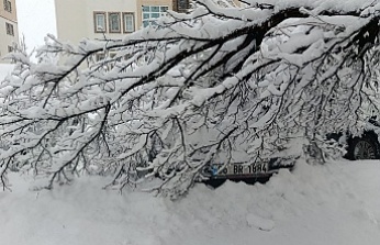 Ağaçlar Devrildi, Araçlar Zarar Gördü
