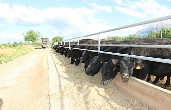 Erzincan’da Yem Bitkilerinde Rekor Artış! Destek 1 Yılda Yüzde 373 Yükseldi