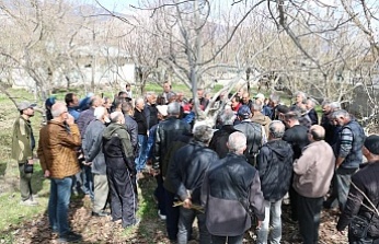 Meyve Ağaçlarında Budama Eğitimi Başlıyor