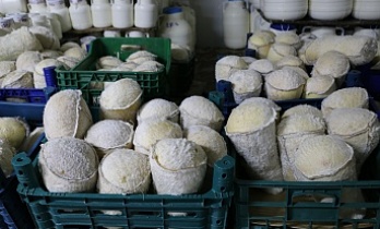 Serin Yaylalardan Sofralara: Erzincan Tulum Peyniri’nde Emek ve Gelenek