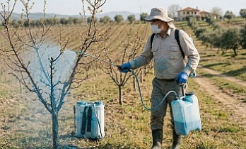 Erzincan’da Meyve Üreticilerine  Uyarı: Bordo Bulamacı Zamanı