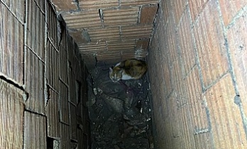 Havalandırma Boşluğuna Düşen Kedi İtfaiye Tarafından Kurtarıldı