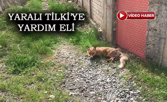 Yaralı Tilkiyi DKMP Ekiplerine Teslim Etti