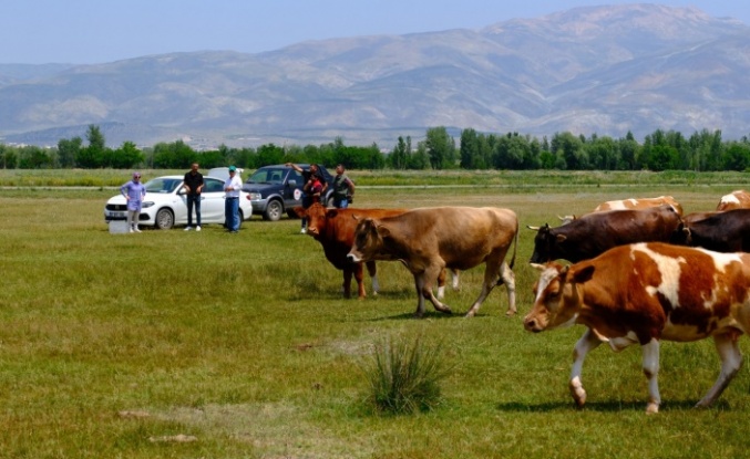 Erzincan'da meralarda su arama çalışmaları başladı