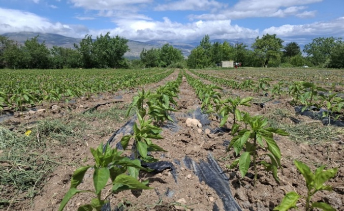 Erzincan genelinde 7.742 çiftçi faydalandı