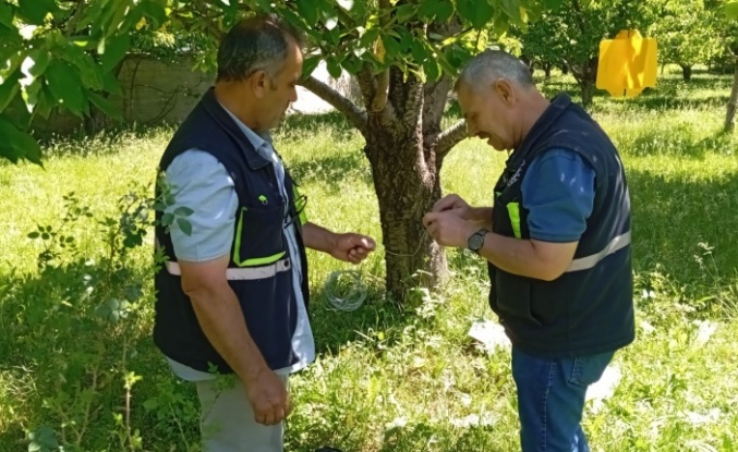 Erzincan’da kiraz sineği tuzakları ile popülasyon belirleniyor