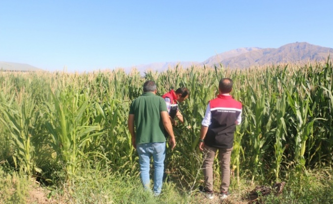 Erzincan’da Silajlık Mısırla Hayvancılığa Destek