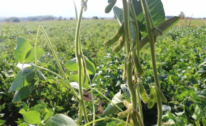 Soya fasulyesi yetiştirmeye başlandı