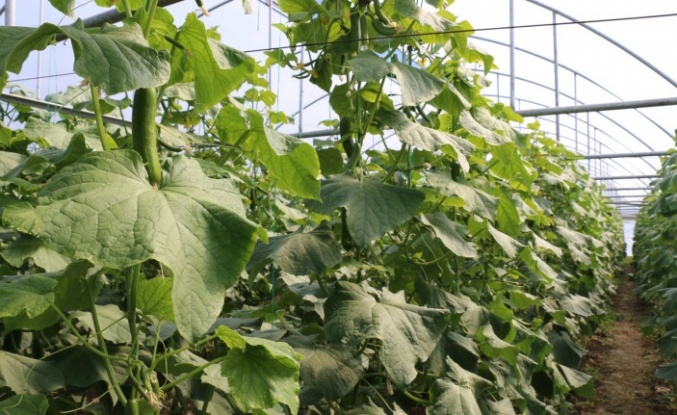 Erzincan’da üretimde çalışmalar sürüyor