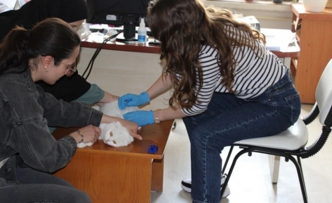 Kedi ve Köpek Sahipleri Dikkat