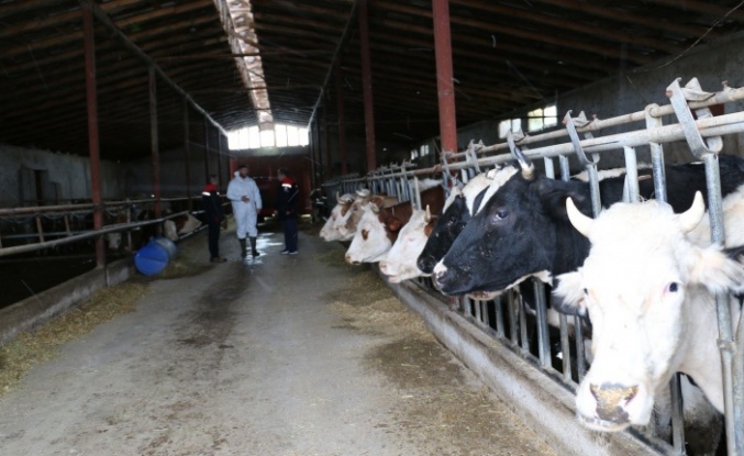 Erzincan'da Süt Üretimine Yerinde Destek