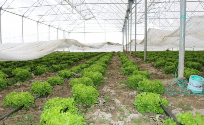 Erzincan’da Kar Altında Seralarda Üretim Sürüyor