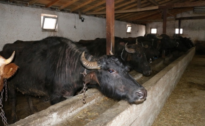 Erzincan’da Manda Yetiştiriciliği İçin Araştırmalar Sürüyor