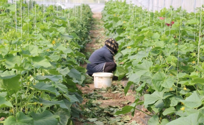 Erzincan’da Kadın Çiftçilere Sera Desteği