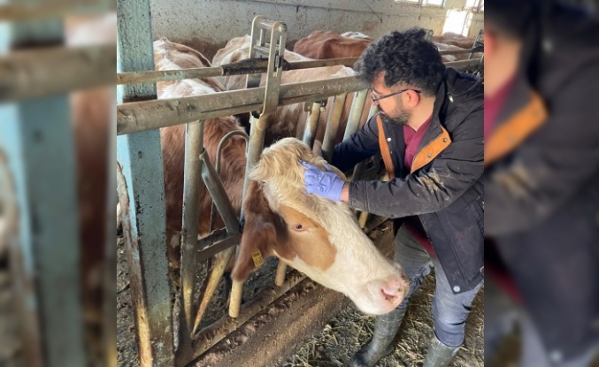 Kemaliye’de Şap Hastalığına Karşı Sero-Surveyans Çalışması Yapıldı