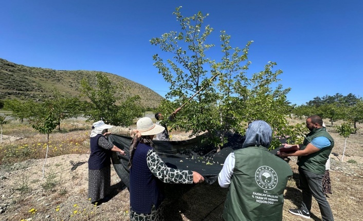 Erzincan dut hasadına başladı