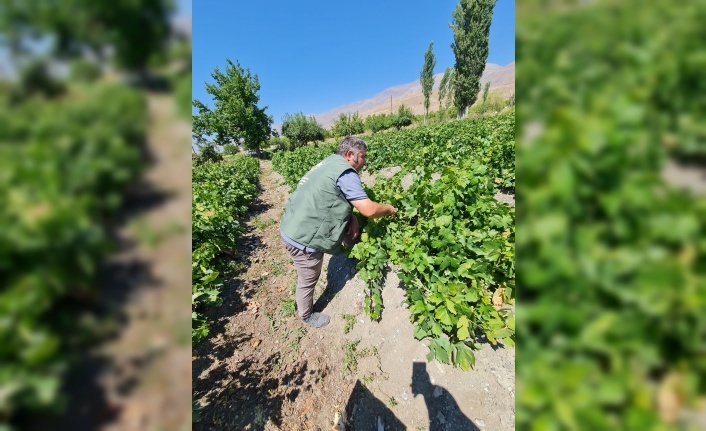 Üzümlü’de Cimin Üzümü Hasadına Hazırlık: Kontroller Sürüyor