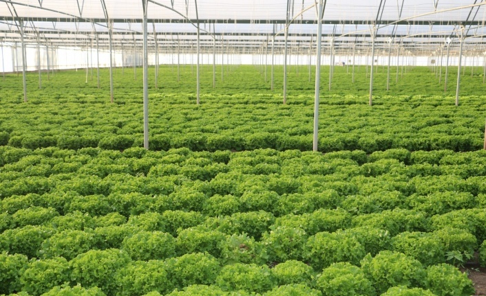 Erzincan seralarında yetiştirilerek bölgeye sunuluyor