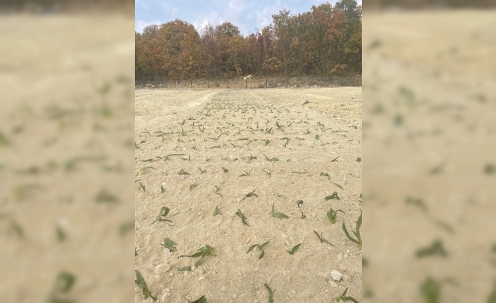 Kemaliye’de salep üretimi başladı