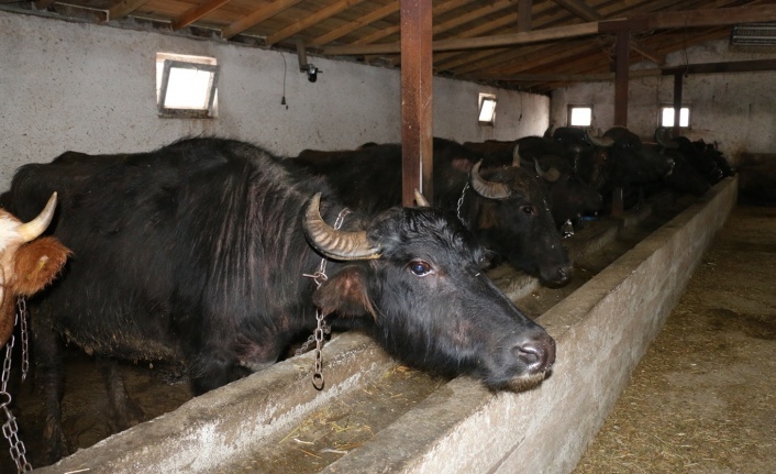 Erzincan’da Manda Yetiştiriciliği İçin Araştırmalar Sürüyor