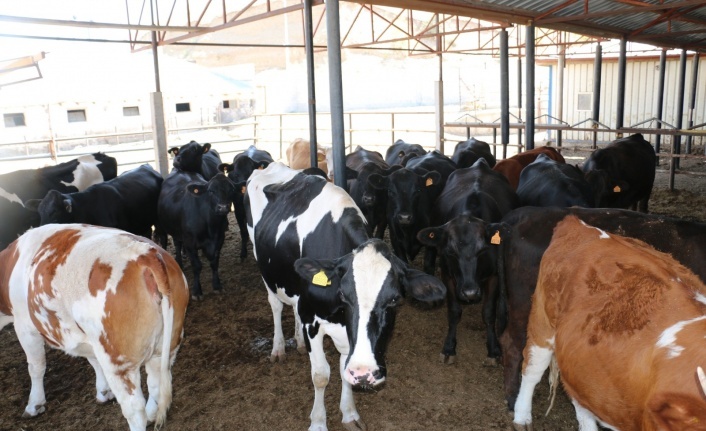Erzincan'da Besilik Erkek Sığır Karkas Desteği Başvuruları Başladı