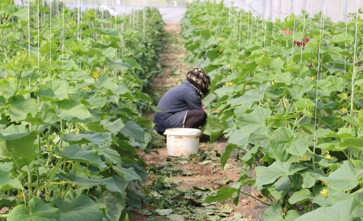 Erzincan’da Kadın Çiftçilere Sera Desteği