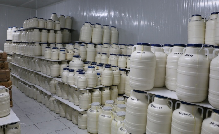 Yaylalardan Sofralara Uzanan Lezzet