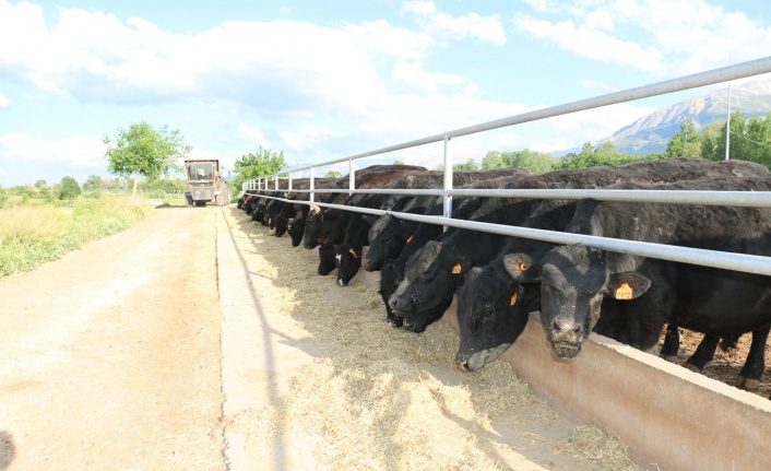 Erzincan’da Yem Bitkilerinde Rekor Artış! Destek 1 Yılda Yüzde 373 Yükseldi
