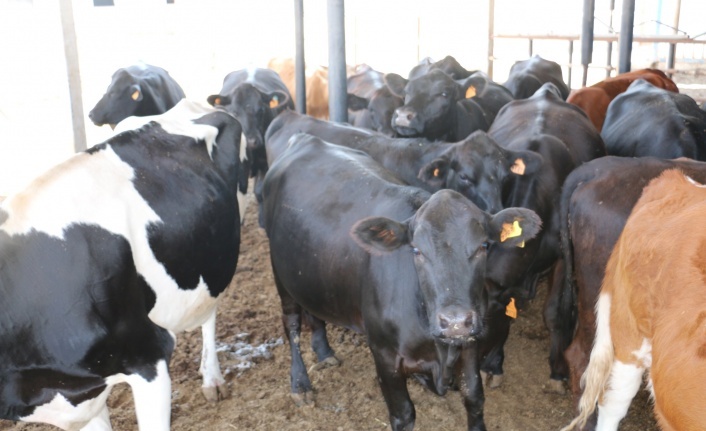 İthal Besilik Hayvan Başvurularına Ait Askı Listeleri Erzincan’da İlan Edildi