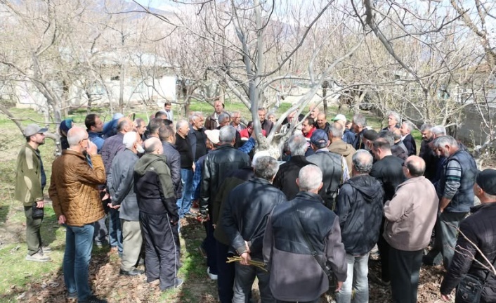 Meyve Ağaçlarında Budama Eğitimi Başlıyor