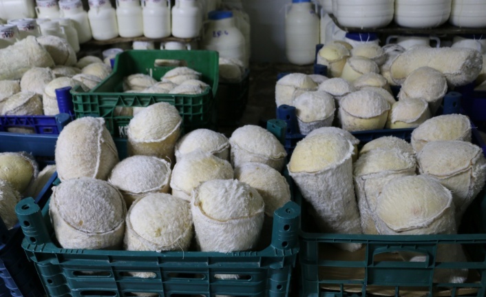 Serin Yaylalardan Sofralara: Erzincan Tulum Peyniri’nde Emek ve Gelenek