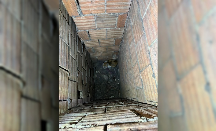 Havalandırma Boşluğuna Düşen Kedi İtfaiye Tarafından Kurtarıldı