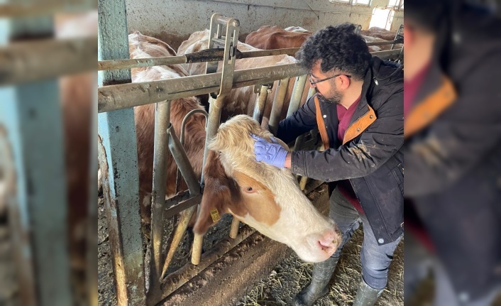 Kemaliye’de Şap Hastalığına Karşı Sero-Surveyans Çalışması Yapıldı